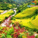 sapa