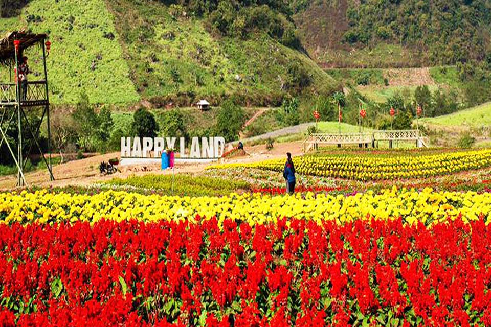 Vườn hoa Happyland Mộc Châu rục rỡ khoe sắc những ngày giáp Tết