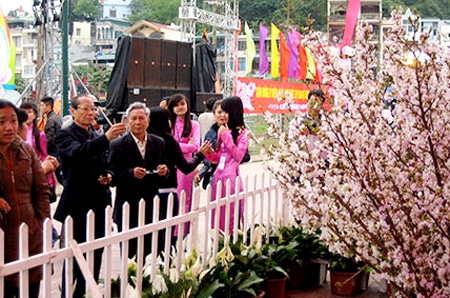 Lễ hội hoa anh đào Hạ Long 2015