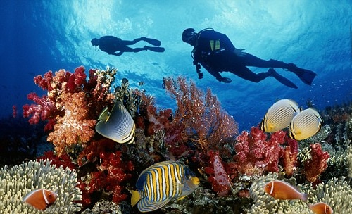 Lặn biển ngắm san hô- trải nghiệm khám phá dưới lòng đại dương