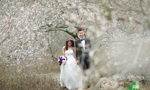 Các cặp đôi chụp ảnh cưới tại rừng mận trắng Mộc Châu