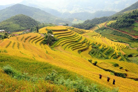 Hà Giang mùa lúa chín vàng rực rỡ và lung linh