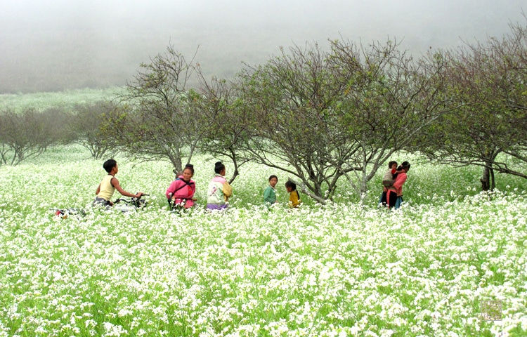Vẻ đẹp tinh khôi, trong lành và bình yên cánh đồng hoa cải trắng Mộc Châu