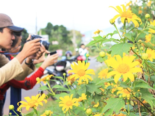 Hoa dã quỳ là nguồn cảm hứng của biết bao nhiếp ảnh gia