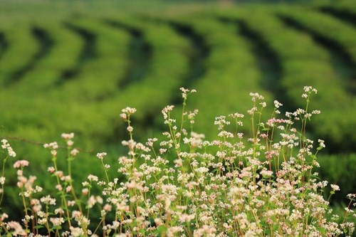 Hoa tam giác mạch nở rộ trên những đồi chè xanh ở Mộc Châu