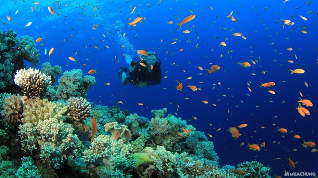 Du khách lặn biển ngắm san hô và các sinh vật biển tại đảo Hòn Mun