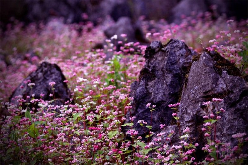 Vẻ đẹp huyền bí ở Lũng Táo mùa hoa tam giác mạchVẻ đẹp huyền bí ở Lũng Táo mùa hoa tam giác mạch
