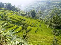 ruộng bậc thang