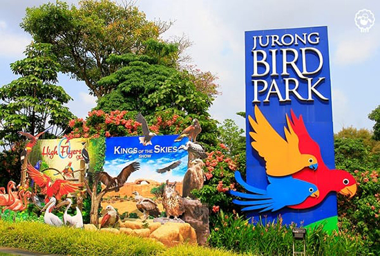 Vườn chim Jurong Singapore được mệnh danh là khu bảo tồn chim nổi tiếng nhất thế giới.