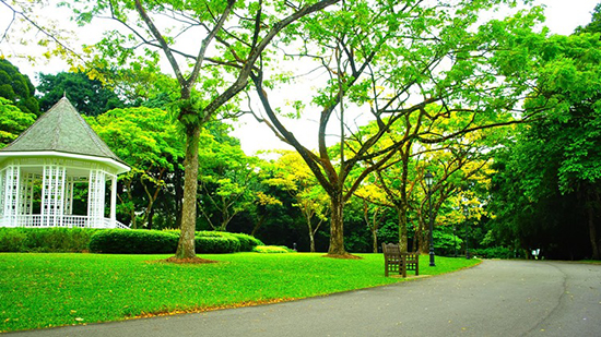 Vườn bách thảo Singapore (Singapore Botanic Gardens) là một trong những điểm du lịch hấp dẫn ở quốc đảo Sư tử.