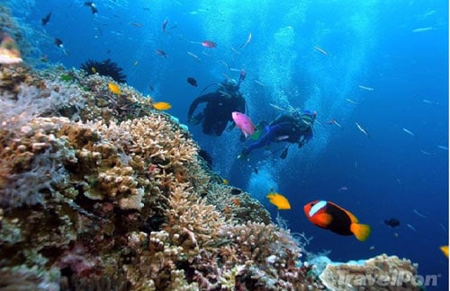 Lặn biển Nha Trang ngắm san hô