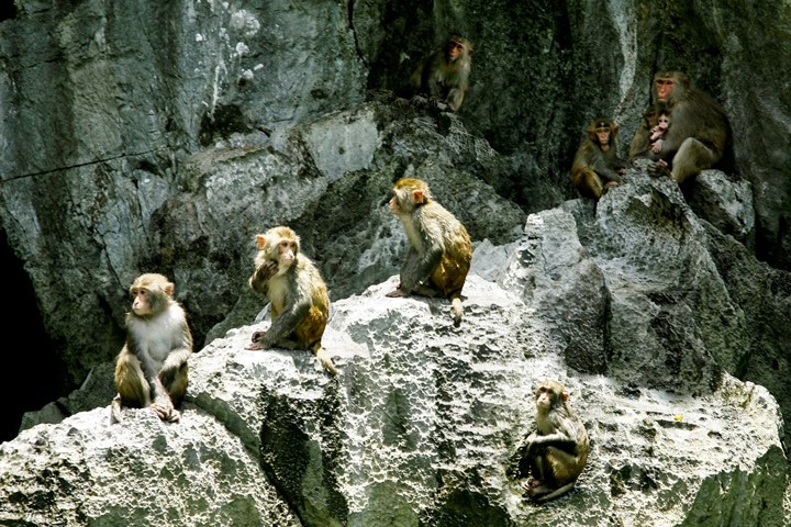 Những chú khỉ trên vách đá ở Hang Luồn khiến du khách vô cùng thích thú