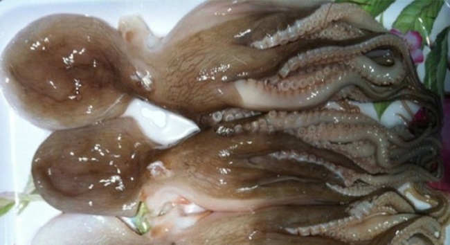 Ruốc là một loại hải sản cùng họ bạch tuộc