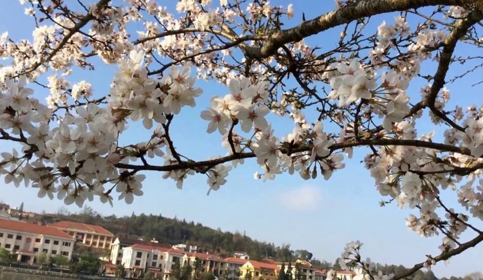 Đào phai Sapa mỏng manh nhưng quyến dũ