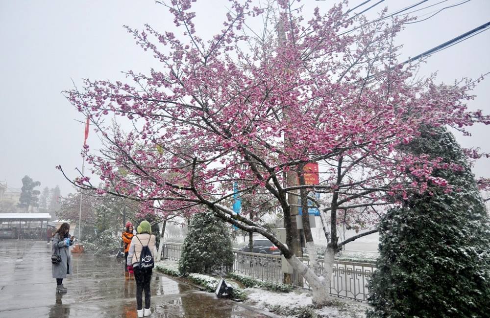 Hoa đào nở ngày cuối đông đầu xuân