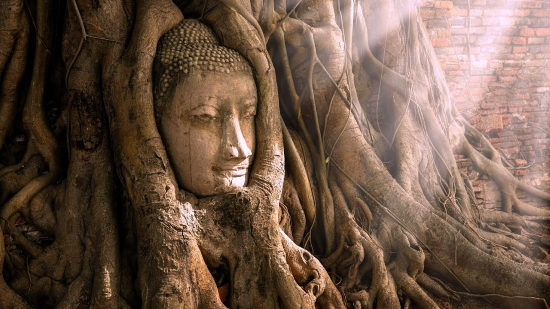 Tàn tích tại Wat Mahathat tạo nên khung ảnh bí ẩn nhưng rất cuốn hút