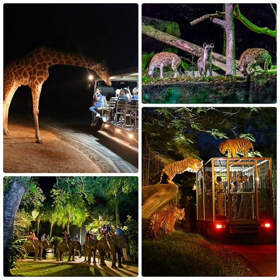 Night Safari vườn thú đêm đầu tiên trên thế giới