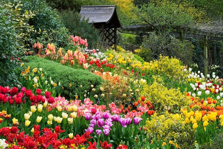 Vườn hoa với đa dạng nhiều màu sắc