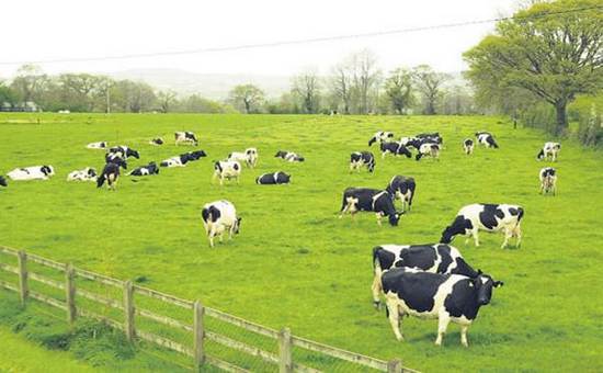 Mộc Châu- với các trang trại sữa bò tươi nguyên chất, nổi tiếng