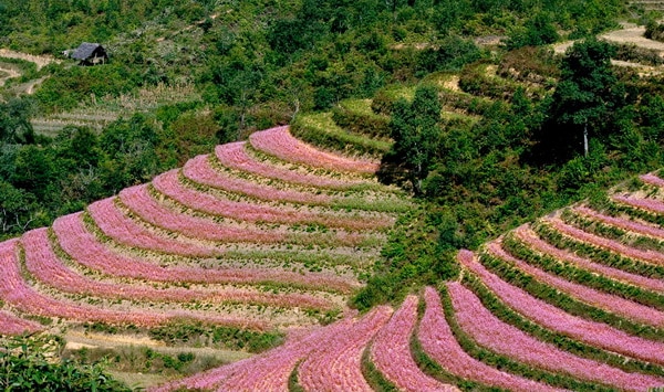 Vẻ đẹp thơ mộng của hoa tam giác mạch trên cao nguyên Hà giang