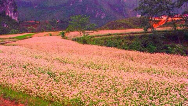 Đặc sắc lễ hội hoa tam giác mạch Hà Giang năm 2015