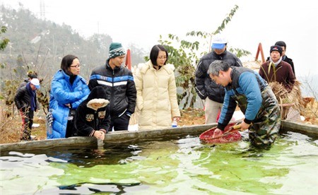 Khách hàng tự chọn con cá hồi mình muốn khi ăn uống ở Sapa Khách hàng tự chọn con cá hồi mình muốn khi ăn uống ở Sapa