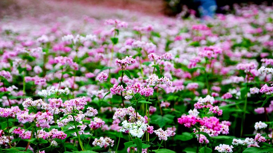 Tam giác mạch - Loài hoa đặc trưng núi rừng Tây Bắc