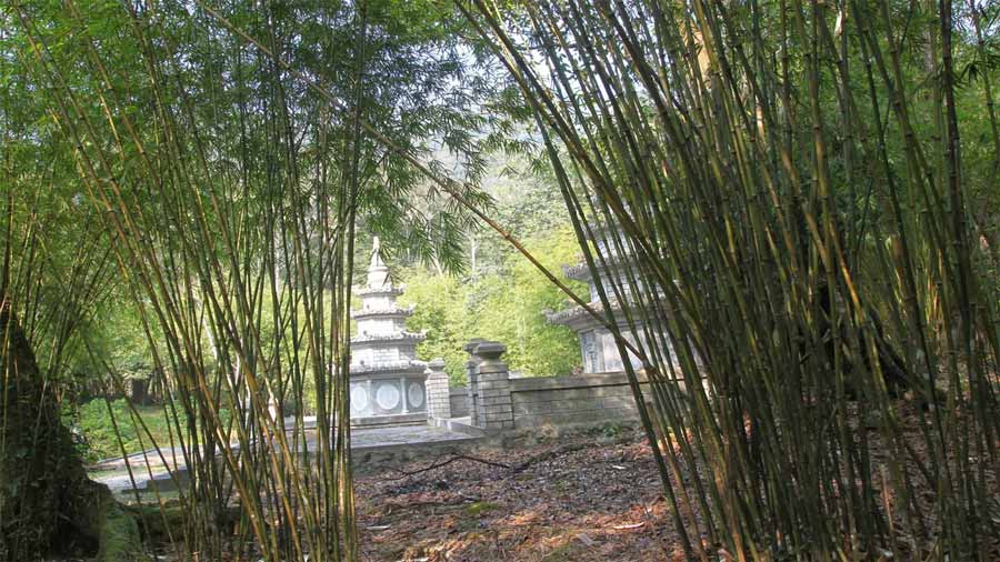 Bao quanh chùa là rừng trúc xanh mơn mởn