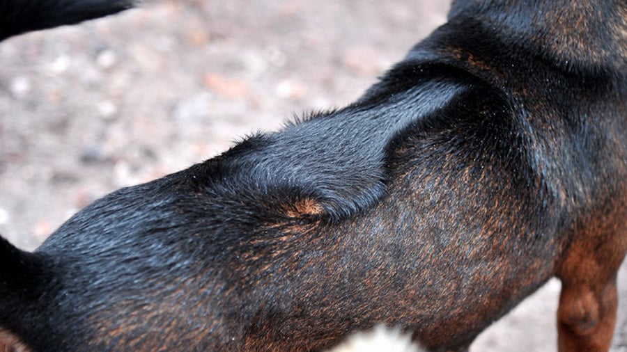 Chó Phú Quốc có xoáy mọc ngược và chạy dọc theo sống lưng
