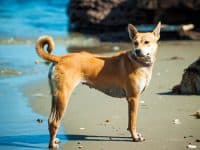 Chó Phú Quốc là giống chó được rất nhiều người săn đón