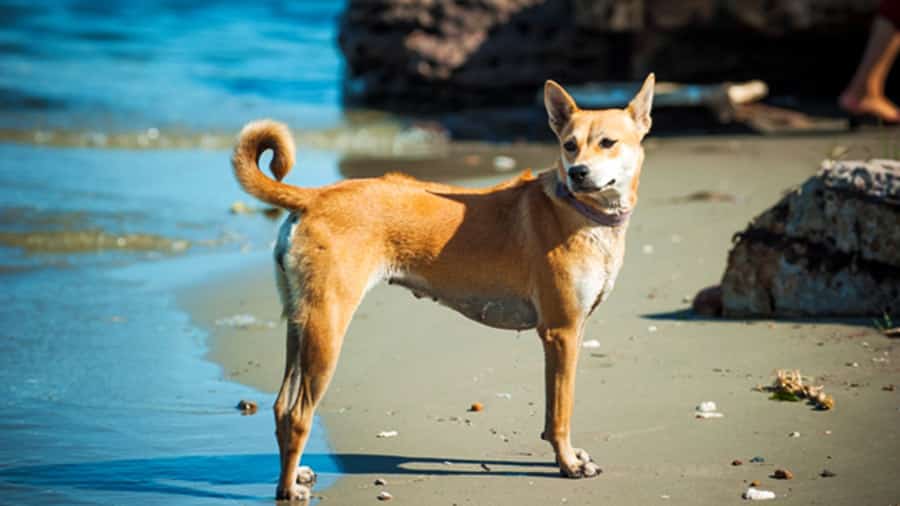 Chó Phú Quốc là giống chó được rất nhiều người săn đón