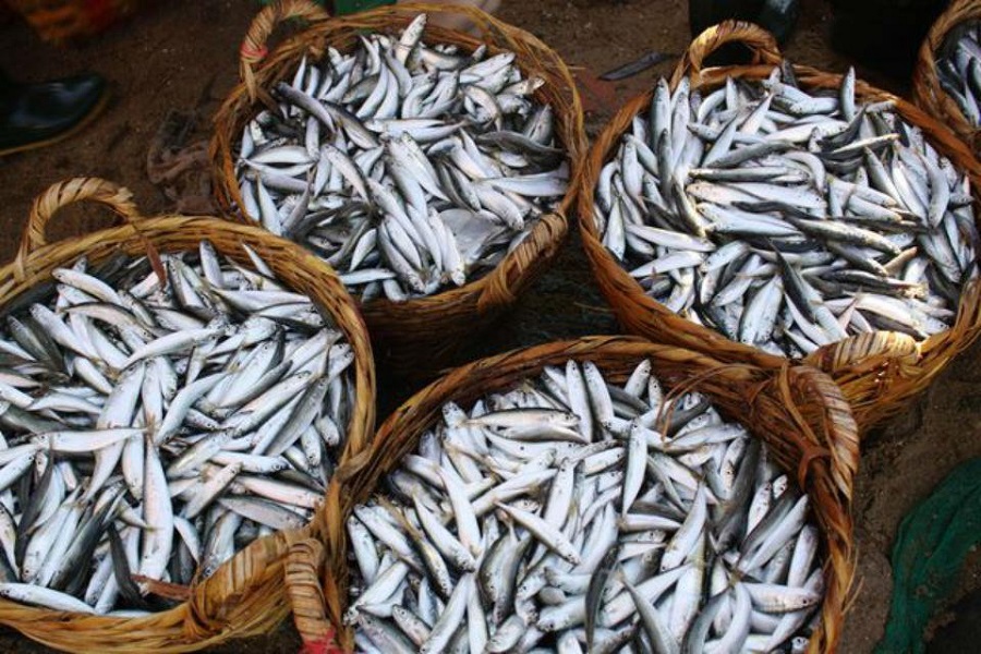 Cá cơm-nguyên liệu được chọn lọc để làm nên đặc sản nước mắm Phú Quốc
