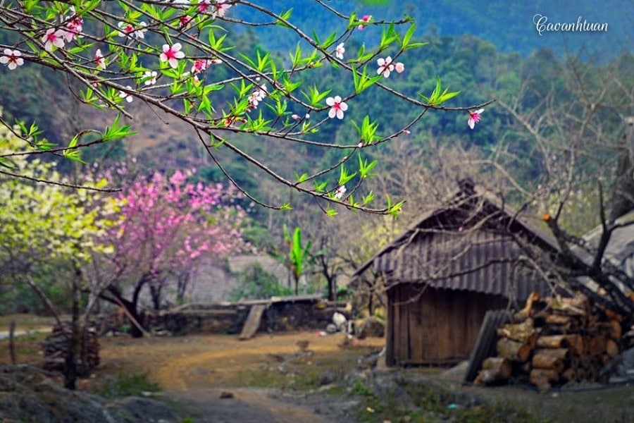 Sắc hoa rực rỡ đầu xuân tại Hà Giang