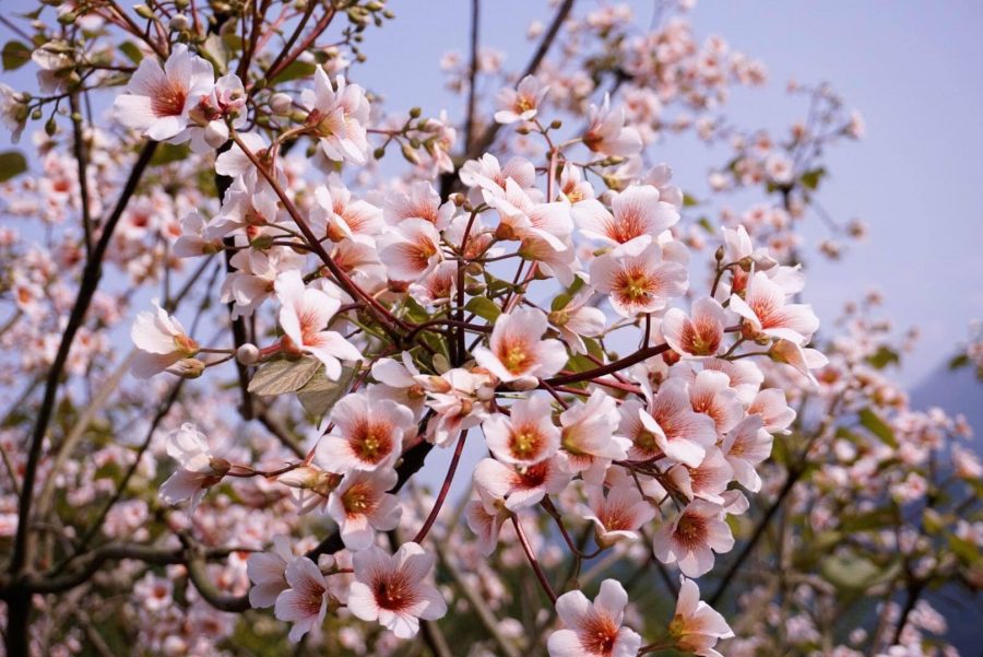 Hoa trẩu nở vào mùa xuân đẹp mơ màng trong nắng sớm