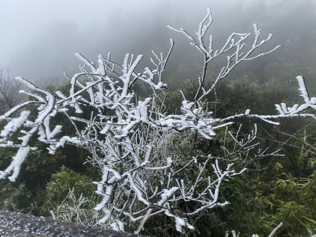 Cành cây được tuyết phủ lên như những chiếc sừng hươu