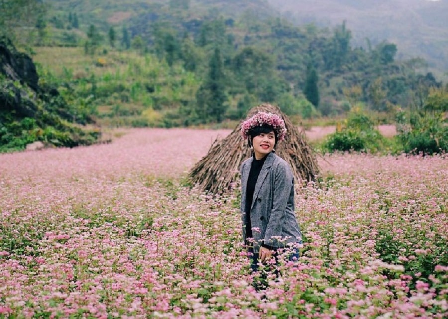 Cánh đồng hoa Tam giác mạch ở Hà Giang