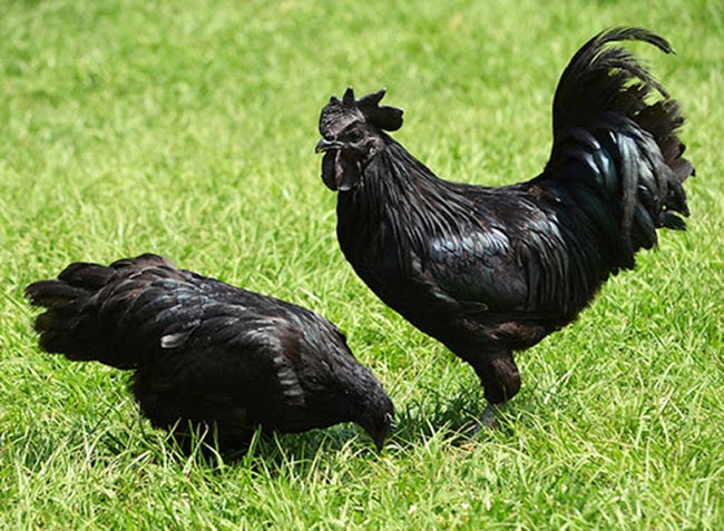 Giống gà đen đặc biệt của người dân Tây Bắc 