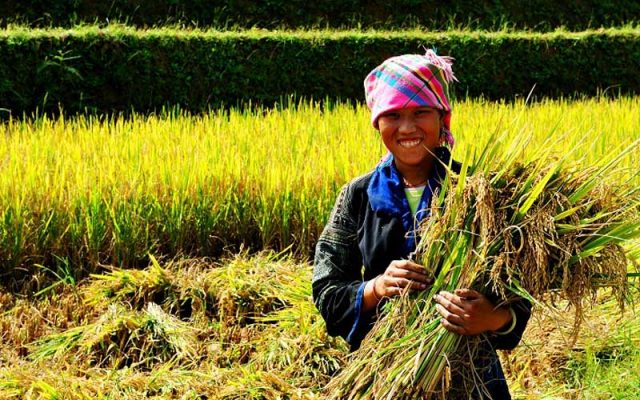Gạo Séng Cù thường được trồng bằng lúa gì?