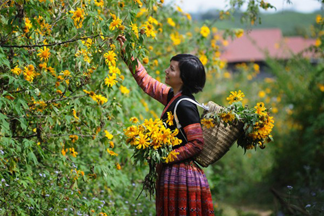 Du khách đến Điện Biên cũng sẽ ấn tượng bởi không gian rực lên sắc vàng hoa dã quỳ đẹp mắt