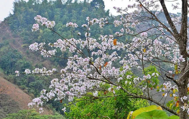 Sắc trắng tinh khôi cùng mùi thơm phảng phất, hoa ban Điện Biên đã tô điểm bản làng trở nên mơ mộng