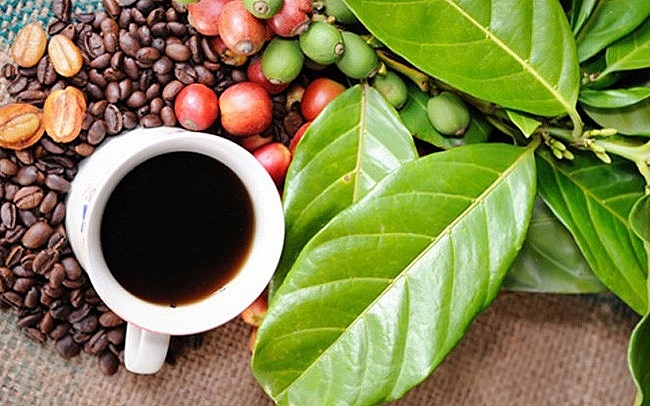 Tìm hiểu vài nét đặc trưng về cà phê Buôn Ma Thuột