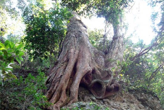 Quần thể rừng cây Bách Xăng đặc biệt ở Ba Vì