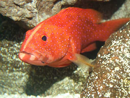 Cá mú đỏ là sản vật quý hiếm tại địa phương