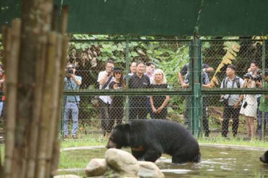 Trung tâm cứu hộ gấu Tam Đảo đang là một địa chỉ vui chơi, trải nghiệm thu hút đông đảo khách du lịch.