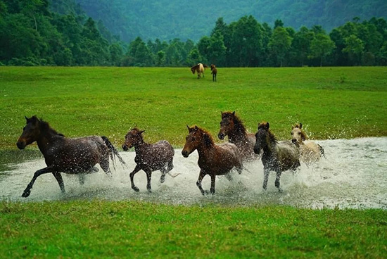 Đàn ngựa tung vó là hình ảnh nguyên sơ tuyệt đẹp nơi thảo nguyên Đồng Lâm.