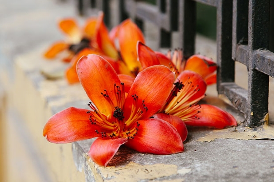 Mùa hoa gạo Hà Nội