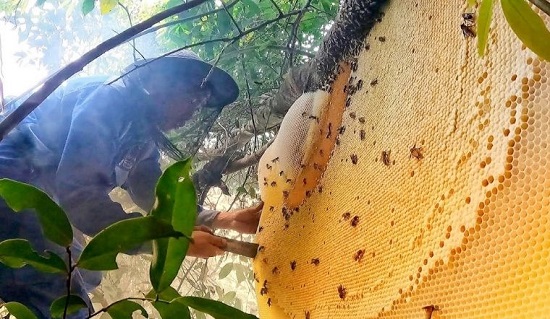 Mật ong rừng Na Hang là đặc sản nổi tiếng
