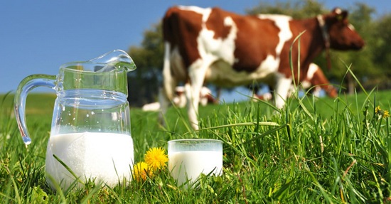 Đặc sản sữa tươi tự nhiên từ trang trại bỏ sữa Ba Vì