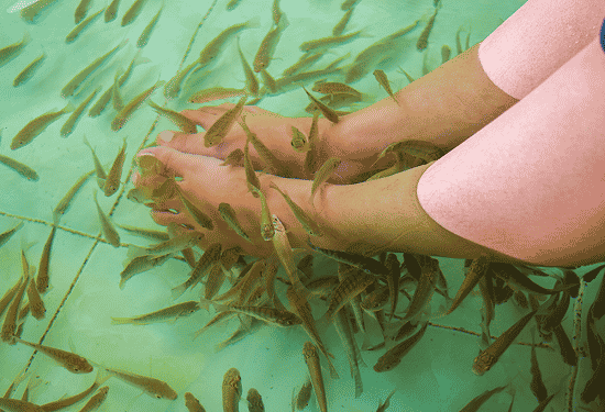 Dịch vụ massage cá tại khu du lịch Suối Mơ - Đồng Nai