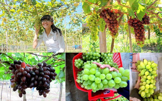 Các vườn nho tại Ninh Thuận chủ yếu để trái và thu hoạch quanh năm nhằm phục vụ nhu cầu tham quan của du khách. 